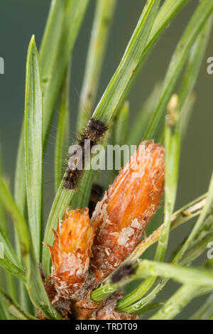 black arches (Lymantria monacha), young caterpillar feeding on pine, Germany Stock Photo