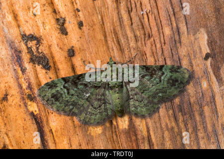 Green pug, Green Pug Moth (Pasiphila rectangulata, Pasiphila grisescens, Pasiphila effusa), sitting on bark, Germany Stock Photo