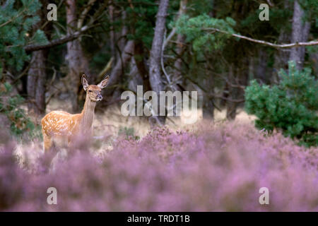 red deer (Cervus elaphus), red deer hind standing on a heath , Netherlands Stock Photo