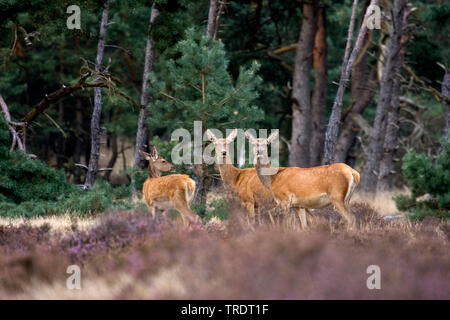 red deer (Cervus elaphus), group of hinds in heath, Netherlands Stock Photo