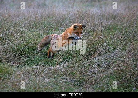 red fox (Vulpes vulpes), jumping on grass, preying, Netherlands Stock Photo