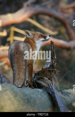 red fox (Vulpes vulpes), standing on a fallen tree log, rear view, Netherlands Stock Photo