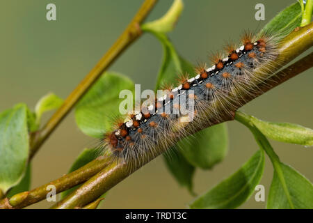Aatin moth, White Satin Moth (Leucoma salicis, Stilpnotia salicis), caterpillar feeding on willow, Germany Stock Photo
