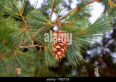 Macedonian pine,  Balkan pine (Pinus peuce), branch with cone Stock Photo