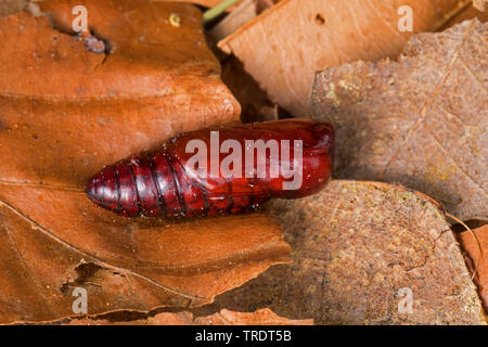 Jersey tiger, Russian tiger (Euplagia quadripunctaria, Callimorpha quadripunctaria, Phalaena quadripunctaria, Panaxia quadripunctaria), pupa, Germany Stock Photo