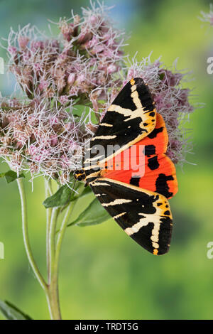 Jersey tiger, Russian tiger (Euplagia quadripunctaria, Callimorpha quadripunctaria, Phalaena quadripunctaria, Panaxia quadripunctaria), sitting on boneset, Germany Stock Photo