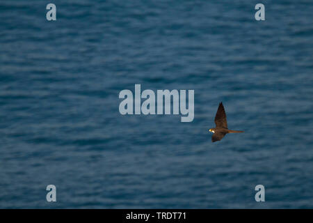 Eleonora's falcon (Falco eleonorae), flying over the sea, Cyprus Stock Photo