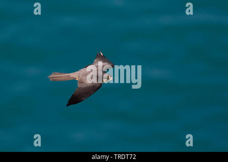 Eleonora's falcon (Falco eleonorae), flying over the sea, Cyprus Stock Photo