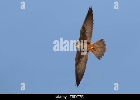 Eleonora's falcon (Falco eleonorae), flying, Cyprus Stock Photo