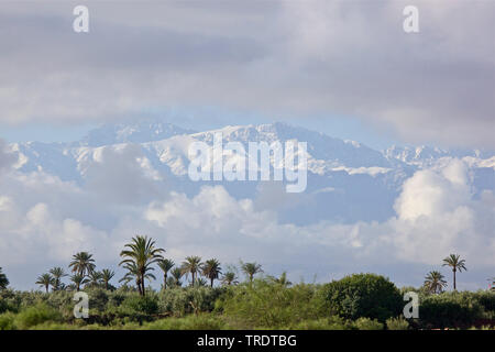 palms in front of Atlas Mountains with snow-covered peaks, Morocco Stock Photo