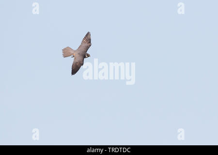 northern hobby (Falco subbuteo), in flight, Russia, Baikal Stock Photo