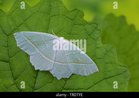 Light Emerald (Campaea margaritaria, Campaea margaritata), female sitting on a leaf view from above, Germany Stock Photo