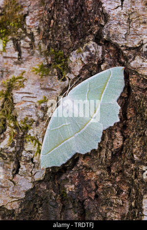 Light Emerald (Campaea margaritaria, Campaea margaritata), female sitting on birch bark, view from above, Germany Stock Photo