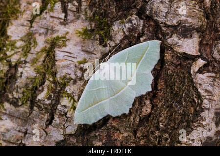 Light Emerald (Campaea margaritaria, Campaea margaritata), female sitting on birch bark, view from above, Germany Stock Photo
