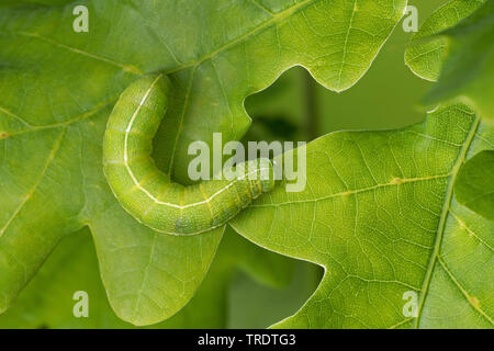 clouded drab moth, clouded drab (Orthosia incerta, Monima incerta, Taeniocampa incerta), caterpillar feeding at an oak leaf, view from above, Germany Stock Photo