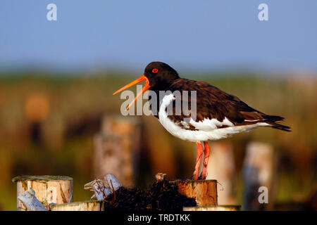 palaearctic oystercatcher (Haematopus ostralegus), perching on a wooden pile with open bill, side view, Germany Stock Photo
