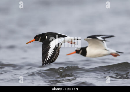 palaearctic oystercatcher (Haematopus ostralegus), two palaearctic oystercatchers in flight over water, side view, United Kingdom Stock Photo