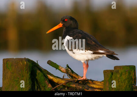 palaearctic oystercatcher (Haematopus ostralegus), perching on a wooden wavebreaker, side view, Germany Stock Photo
