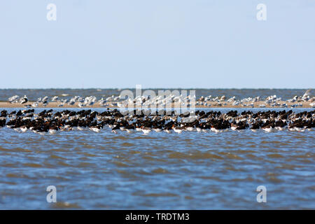 palaearctic oystercatcher (Haematopus ostralegus), flock in shallow water on the coast, Germany Stock Photo