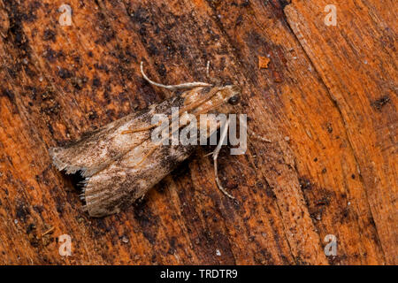 tabby knot-horn, Ash-bark Knot-horn (Euzophera pinguis, Phycis pinguis), on wood, Germany Stock Photo