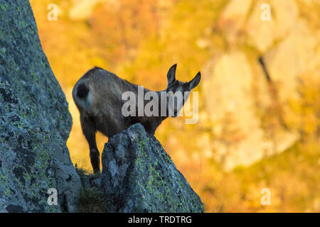 chamois (Rupicapra rupicapra), infant chamois standing in a mountain meadow,  side view, Italy, Gran Paradiso National Park, Valsavarenche Stock Photo -  Alamy