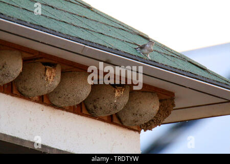 common house martin (Delichon urbica, Delichon urbicum), artificial nest at a roof, Germany Stock Photo