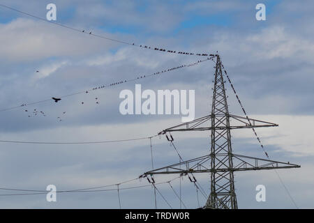 common starling (Sturnus vulgaris), trooping up for bird migration on a high-voltage line, are attacked by a carrion crow, Germany, Bavaria, Isental Stock Photo
