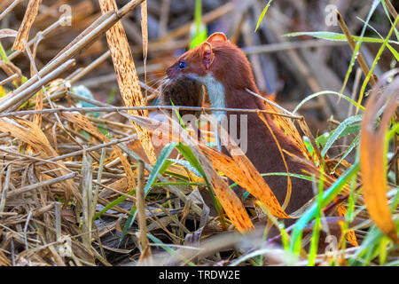 Ermine, Stoat, Short-tailed weasel (Mustela erminea), by the waterside with caught mouse, Germany, Bavaria Stock Photo