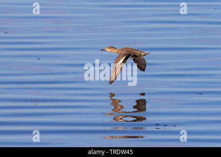 gadwall (Anas strepera, Mareca strepera), in flight over the water surface, side view, Germany, Bavaria, Lake Chiemsee Stock Photo