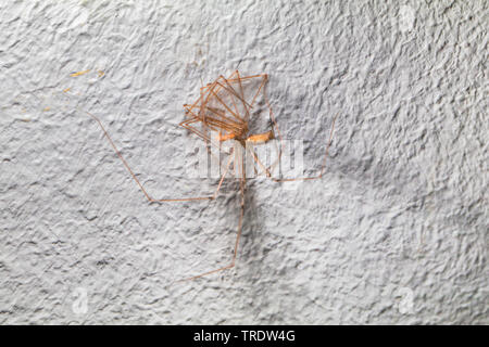 Long-bodied cellar spider, Longbodied cellar spider (Pholcus phalangioides), exuviae on the room wall, Germany, Bavaria Stock Photo