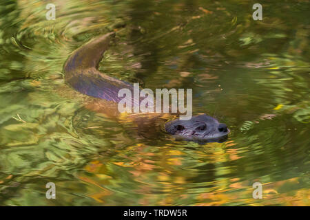 European river otter, European Otter, Eurasian Otter (Lutra lutra), swimming, Germany Stock Photo