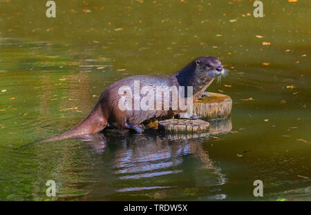 European river otter, European Otter, Eurasian Otter (Lutra lutra), sitting on wooden posts in the water, side view, Germany Stock Photo