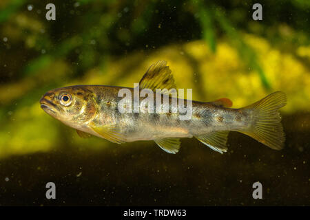 brown trout, river trout, brook trout (Salmo trutta fario), young animal, side view, Germany, Bavaria Stock Photo