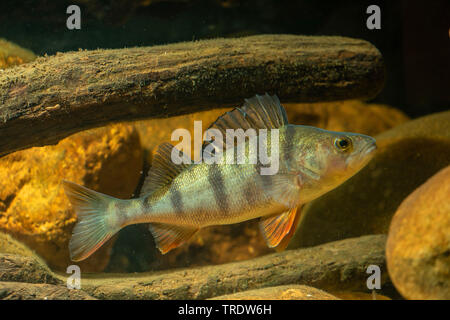 Perch, European perch, Redfin perch (Perca fluviatilis), swimming, side view, Germany Stock Photo