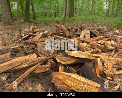 common beech (Fagus sylvatica), storage of fuelwood in the forest, Germany Stock Photo