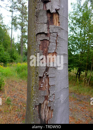 common beech (Fagus sylvatica), bark with damage by a fungus infection, Germany Stock Photo