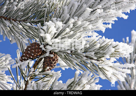 Scotch pine, Scots pine (Pinus sylvestris), Scots pine covered with snow, Netherlands, Hoge Veluwe National Park Stock Photo