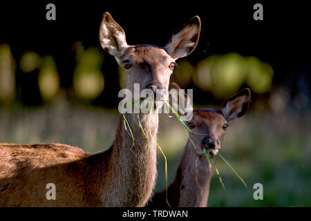 red deer (Cervus elaphus), two grazing hinds, portrait, Netherlands Stock Photo