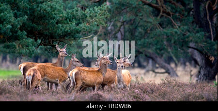 red deer (Cervus elaphus), Group of Red Deer, Netherlands Stock Photo