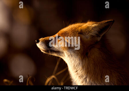 red fox (Vulpes vulpes), portrait at evening light, Netherlands Stock Photo