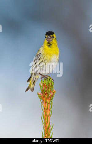 spruce siskin (Carduelis spinus), adult male on a branch, Germany