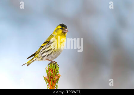 spruce siskin (Carduelis spinus), adult male on a branch, Germany Stock Photo