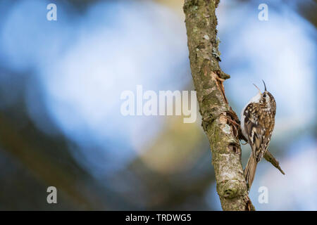 common treecreeper (Certhia familiaris pyrenaica, Certhia familiaris macrodactyla), sitting on a branch, Germany Stock Photo