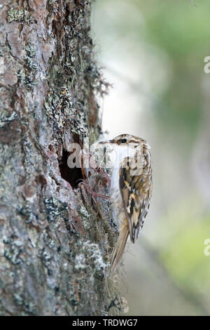 common treecreeper (Certhia familiaris pyrenaica, Certhia familiaris macrodactyla), sitting at its tree hole, Austria Stock Photo