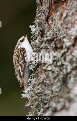 common treecreeper (Certhia familiaris pyrenaica, Certhia familiaris macrodactyla), sitting at a trunk, Austria Stock Photo