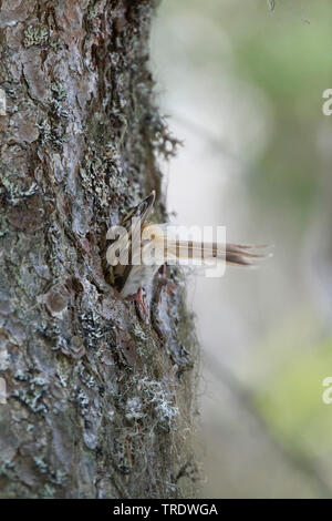 common treecreeper (Certhia familiaris pyrenaica, Certhia familiaris macrodactyla), sitting in the tree hole, Austria Stock Photo