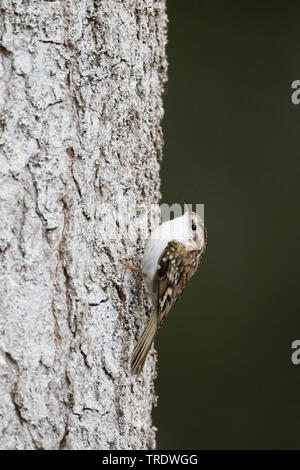 common treecreeper (Certhia familiaris pyrenaica, Certhia familiaris macrodactyla), sitting at a trunk, Austria Stock Photo