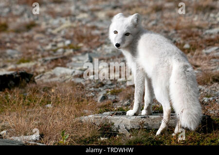 arctic fox, polar fox (Alopex lagopus, Vulpes lagopus), in winter coat, Norway, Dovrefjell Sunndalsfjella National Park Stock Photo