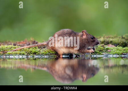 Brown rat, Common brown rat, Norway rat, Common rat (Rattus norvegicus), eating at the waterside, side view, Netherlands, Overijssel Stock Photo