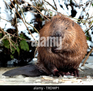 Eurasian beaver, European beaver (Castor fiber), eating in winter, Netherlands Stock Photo